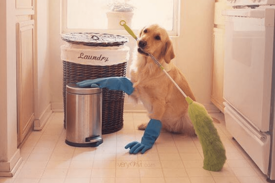 Собака убирается в доме