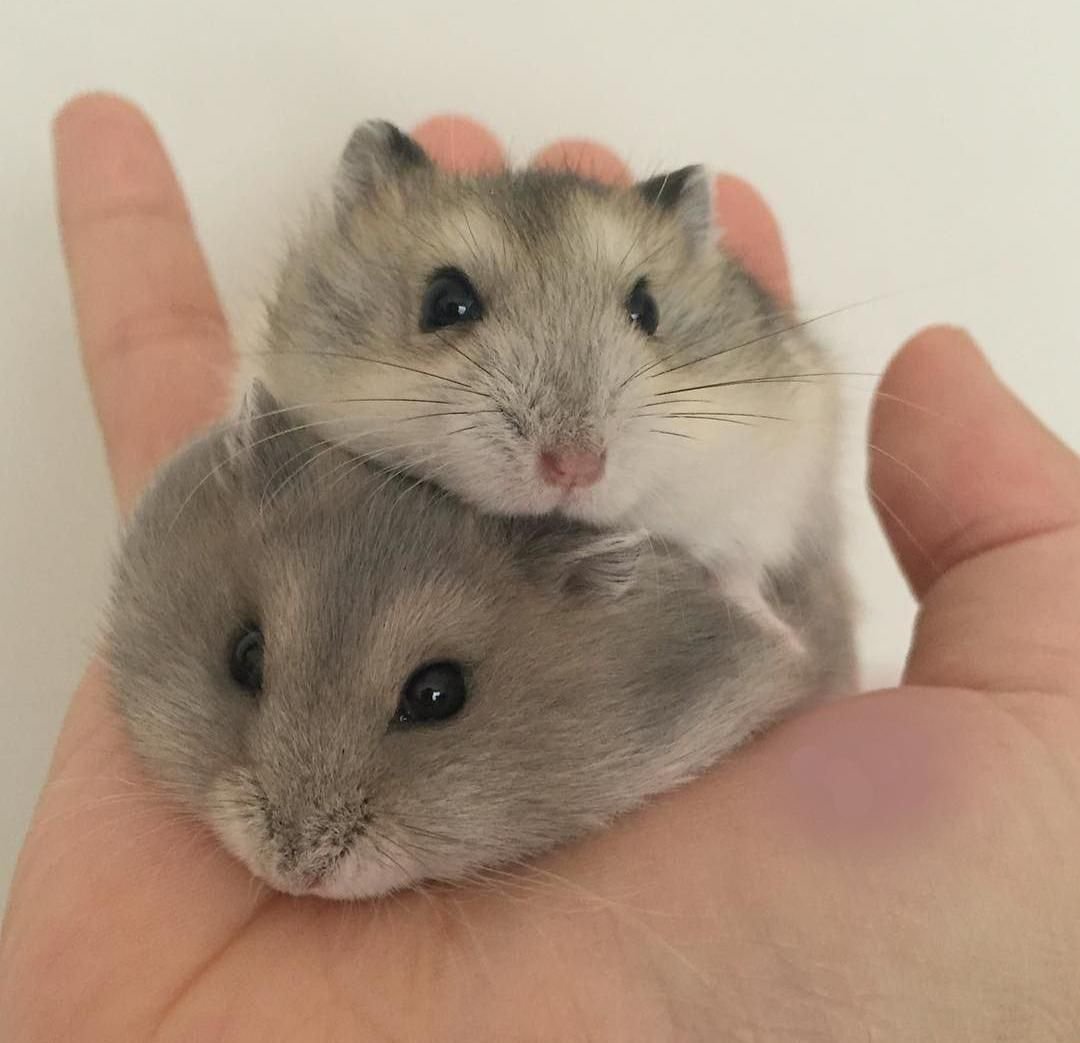 Хомяк джунгарский шиншилловый