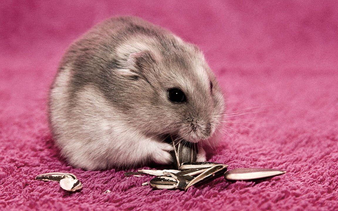 Джунгарский хомяк на розовом фоне для рабочего стола