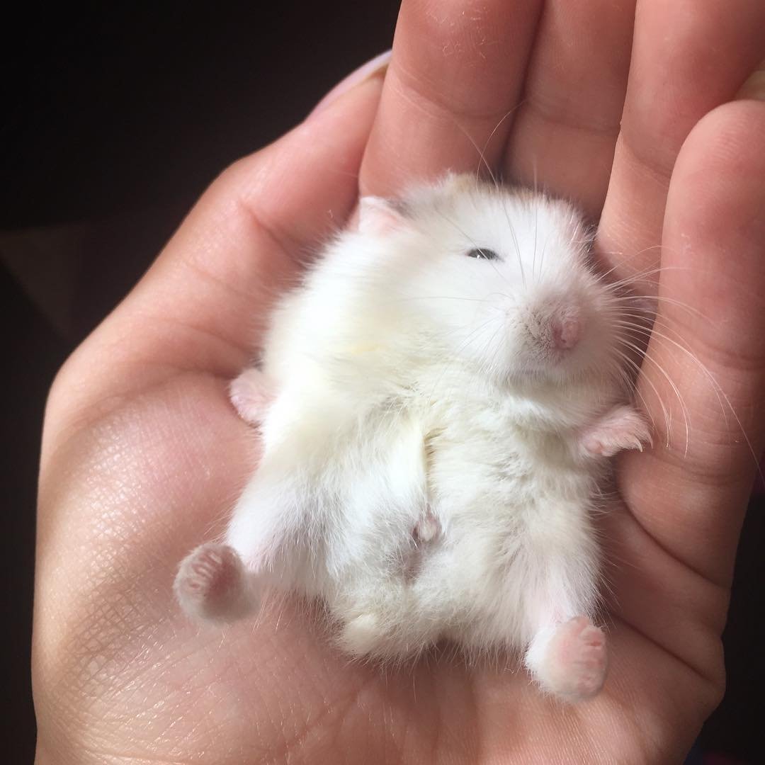 Карликовый хомяк джунгарский