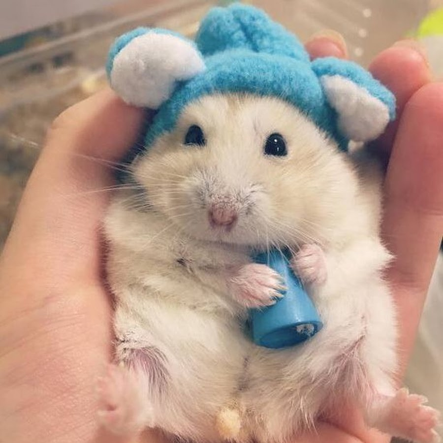 Хома хомячки джунгарики