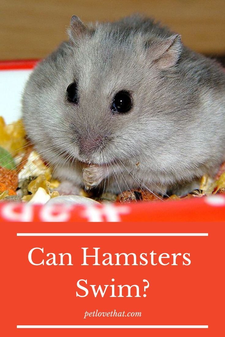 Хомяк джунгарский китайский