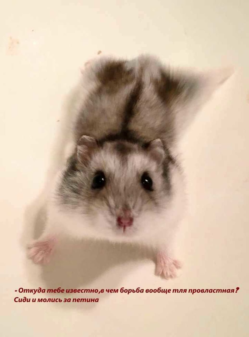 Хомяк джунгарский