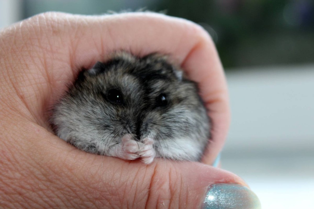 Карликовый хомяк джунгарский