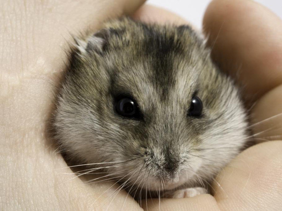Карликовый джунгарский хомячок