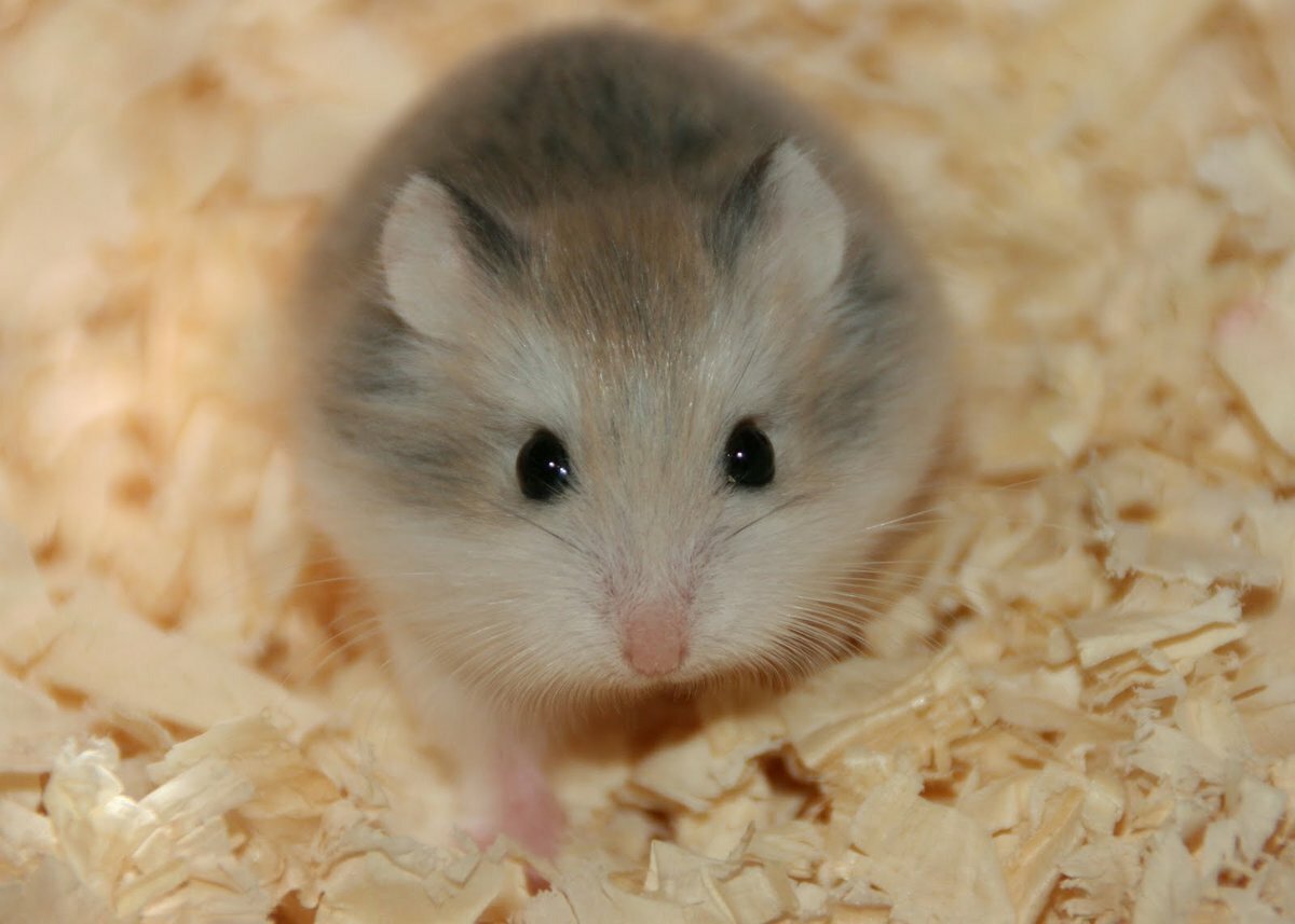 Хомяк джунгарский шиншилловый
