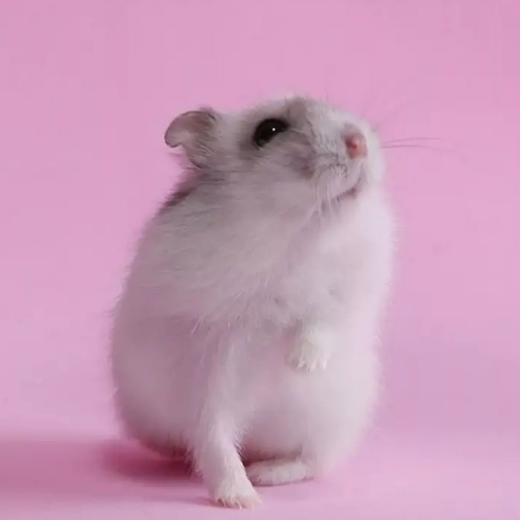 Джунгарский хомяк жемчужный