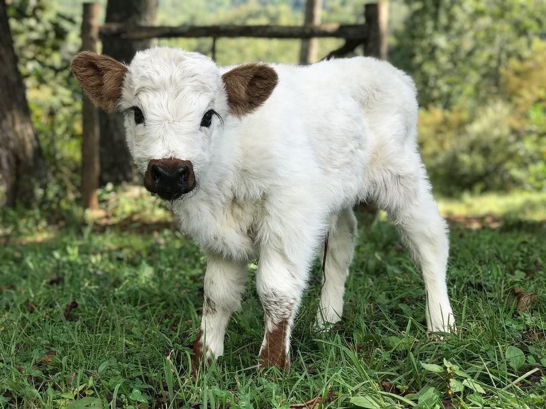 Телята бычки