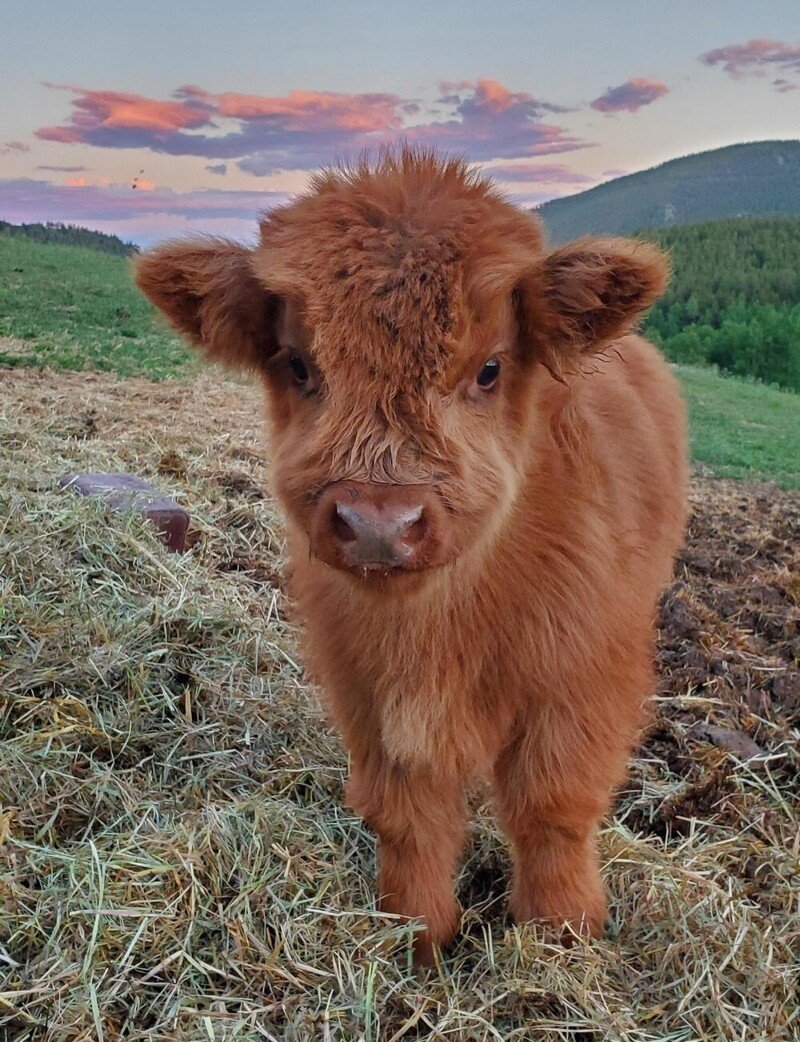 Пушистый бычок