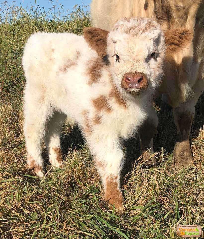 Пушистая корова