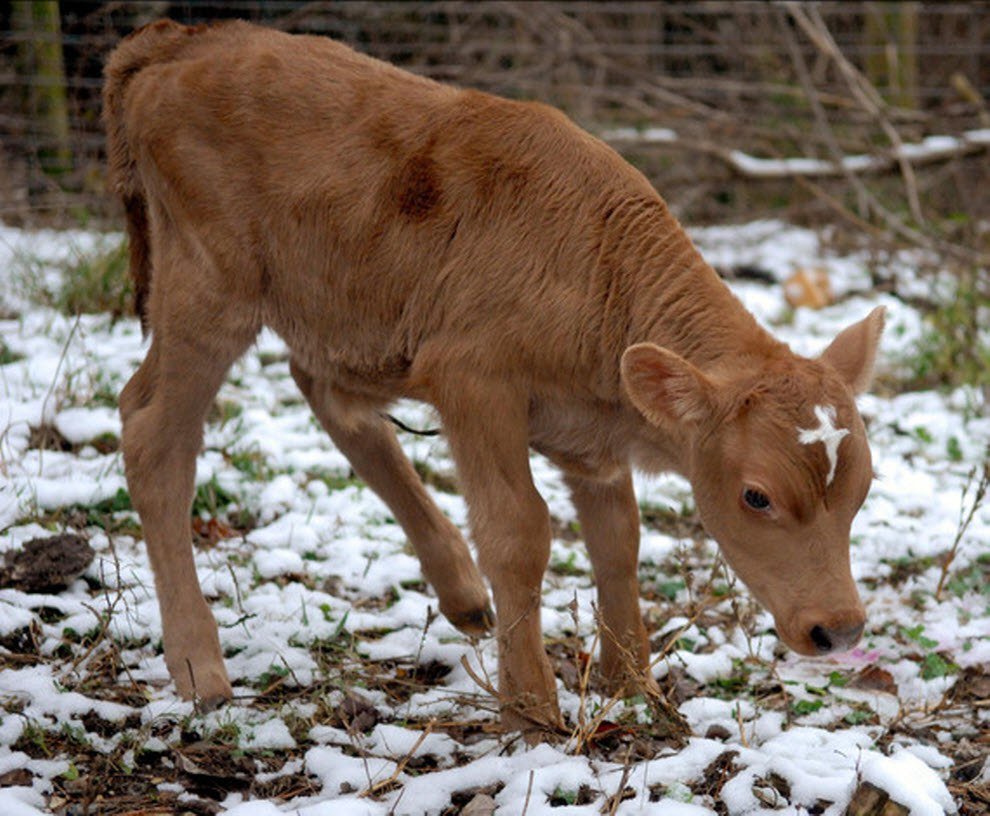 Теленок и козленок