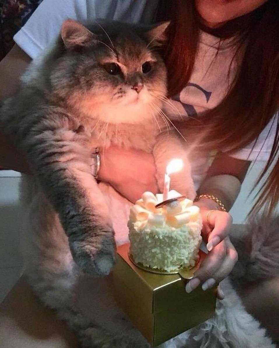 Колпаки кот