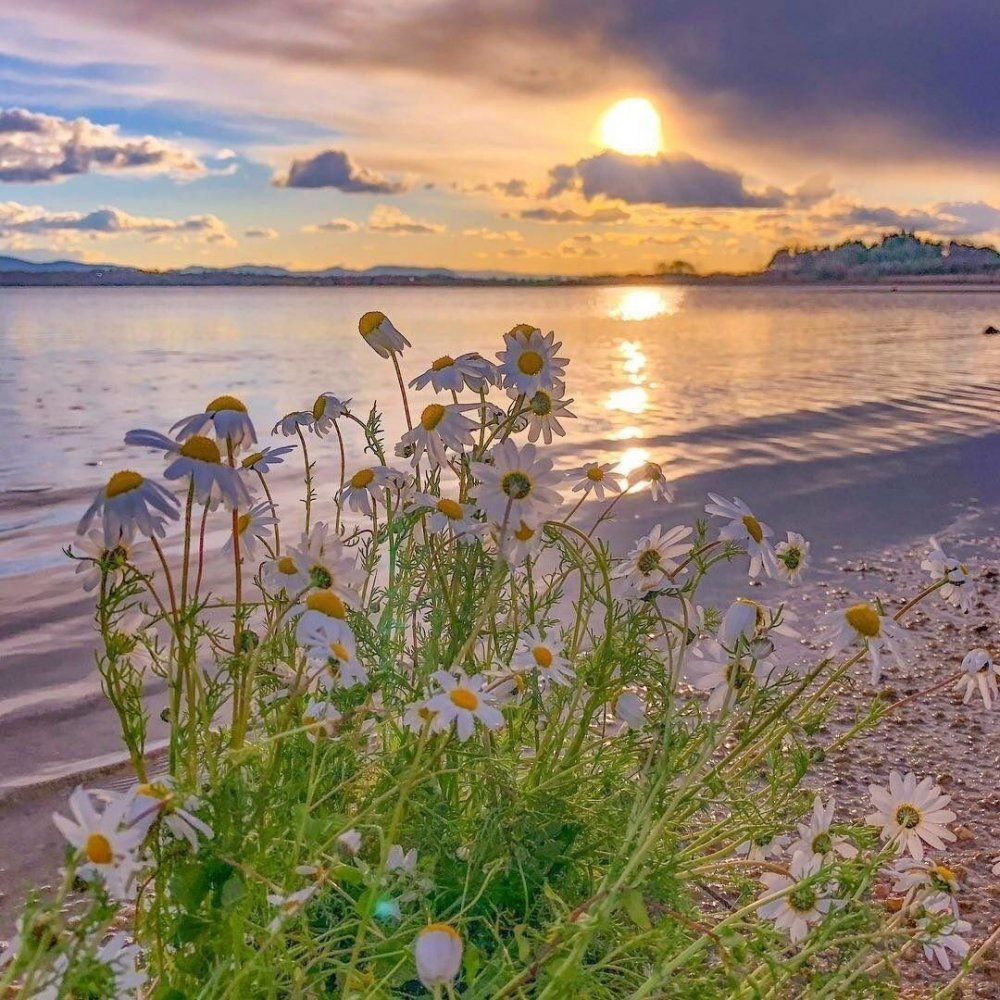 Полевые цветы на рассвете