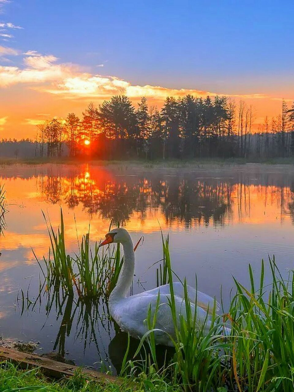 Закат на пруду