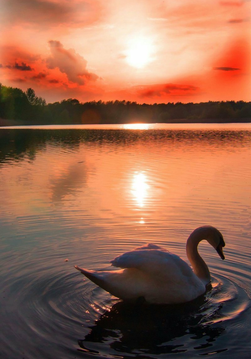 Лебеди на закате солнца