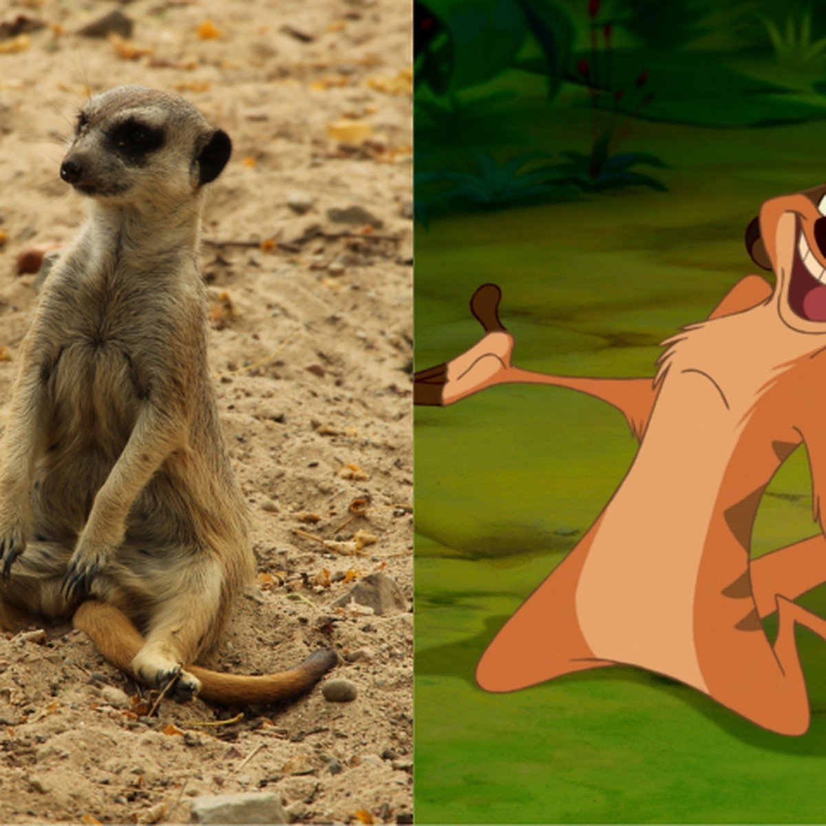 Сурикат из мультика Король Лев