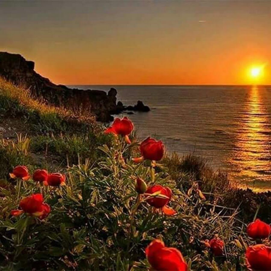 Море цветы рассвет