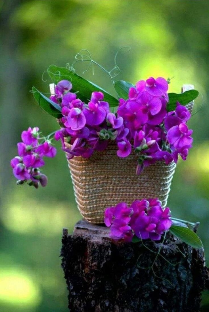 Позитивные цветы