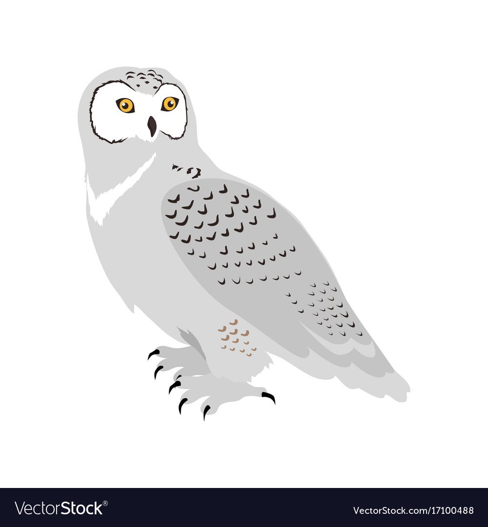 Полярная Сова вектор