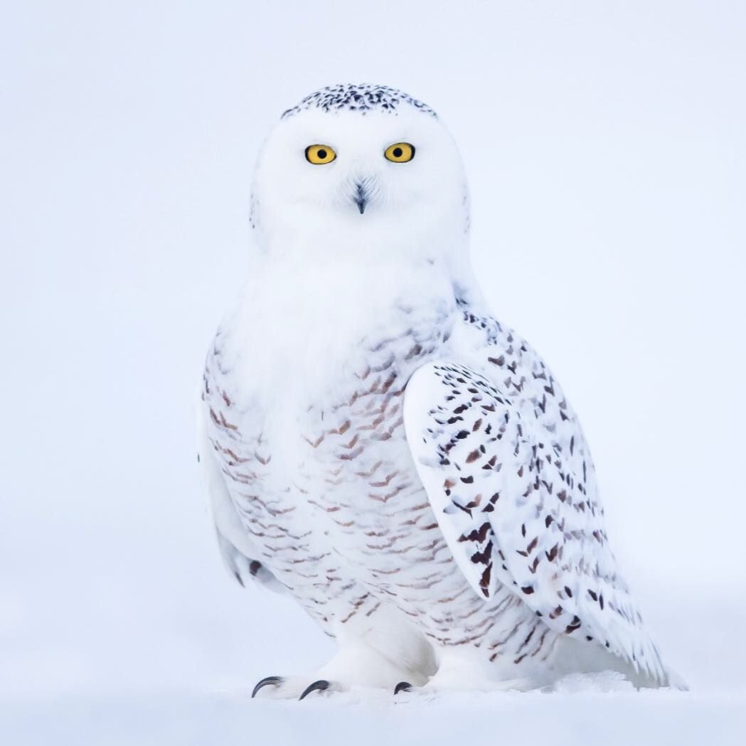 Лапы полярной Совы