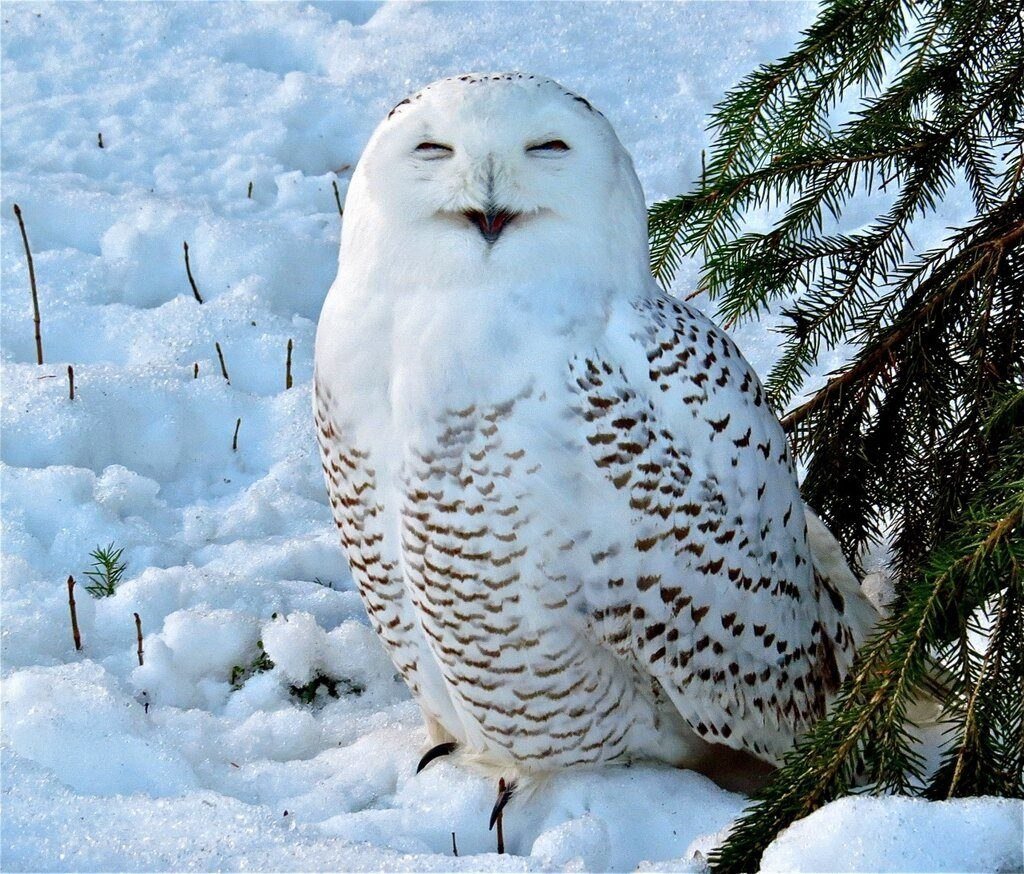 Белая Сова Рязанская область