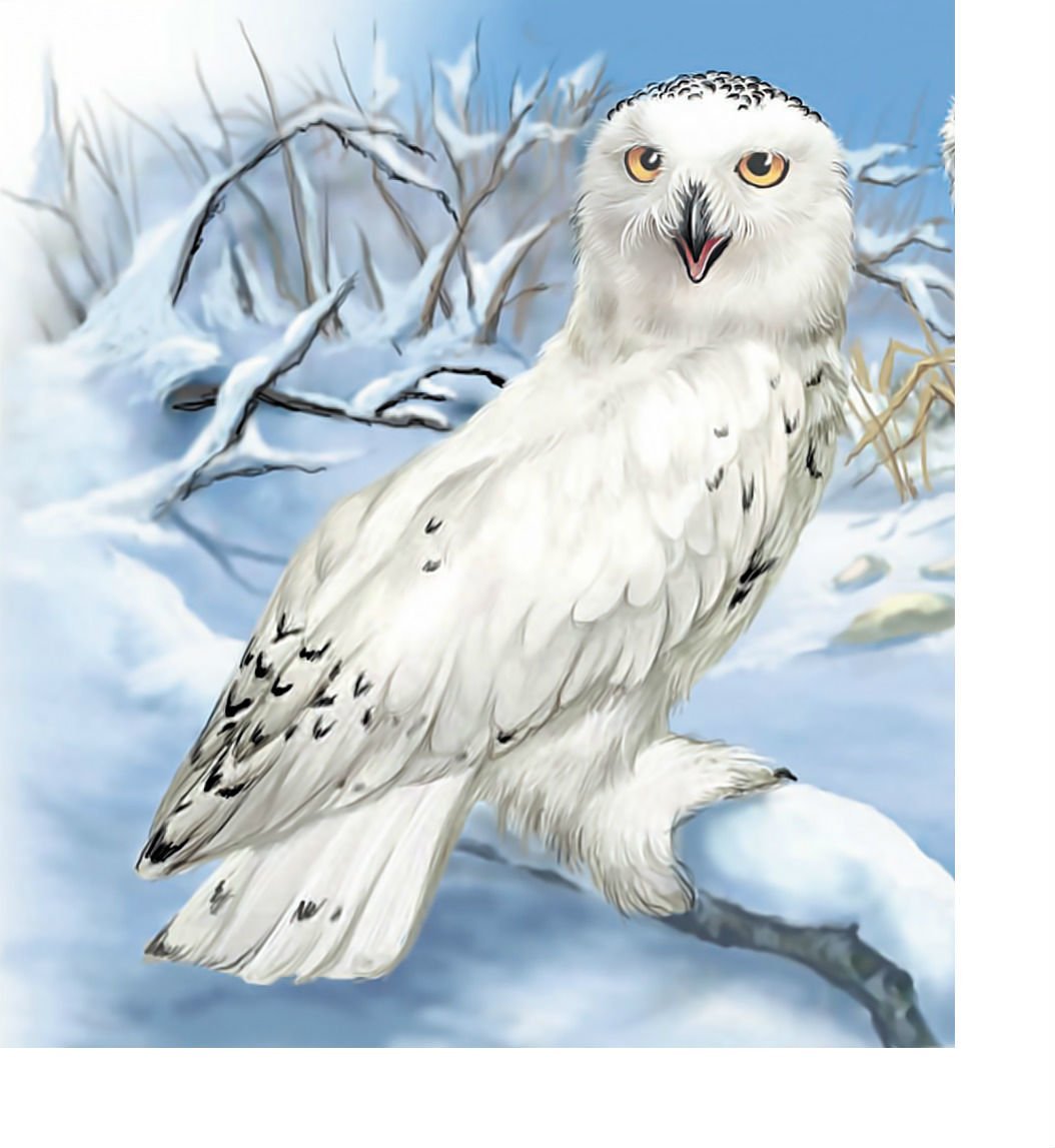 Зимующие птицы Полярная Сова