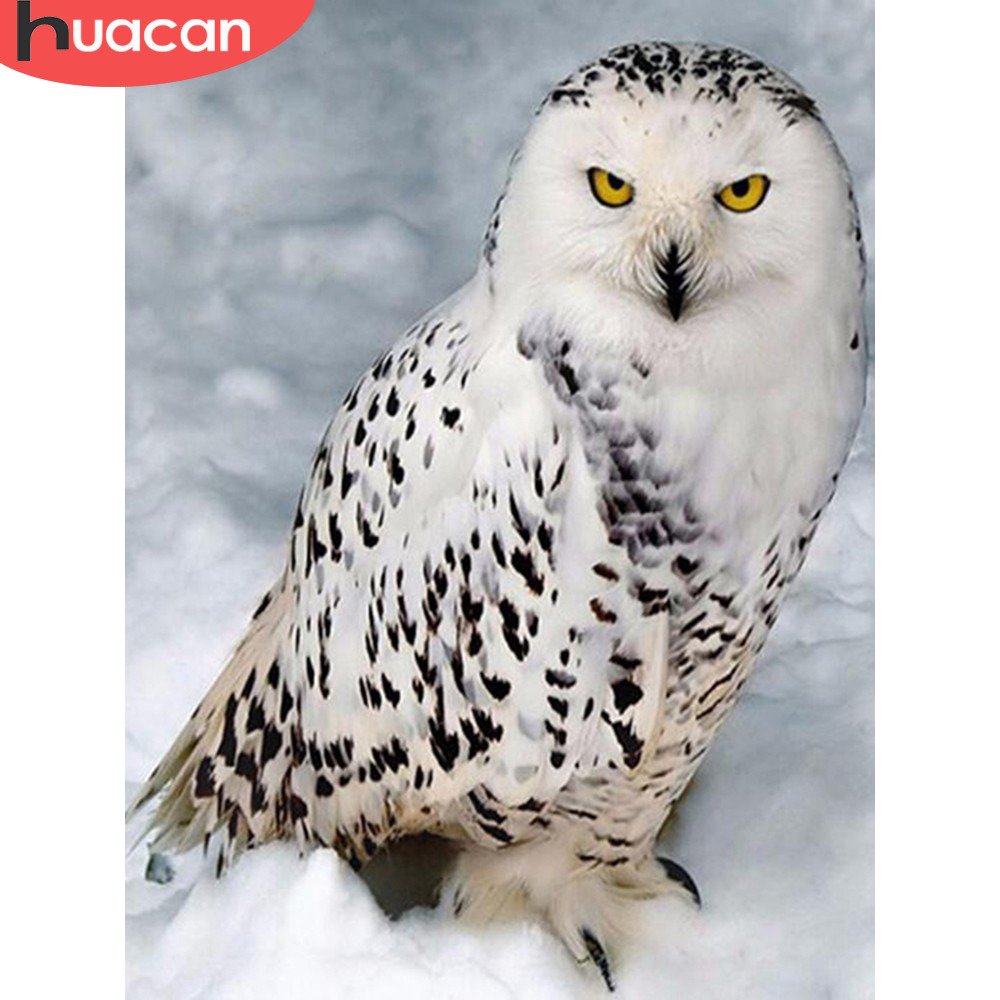 Полярная Сова в тундре