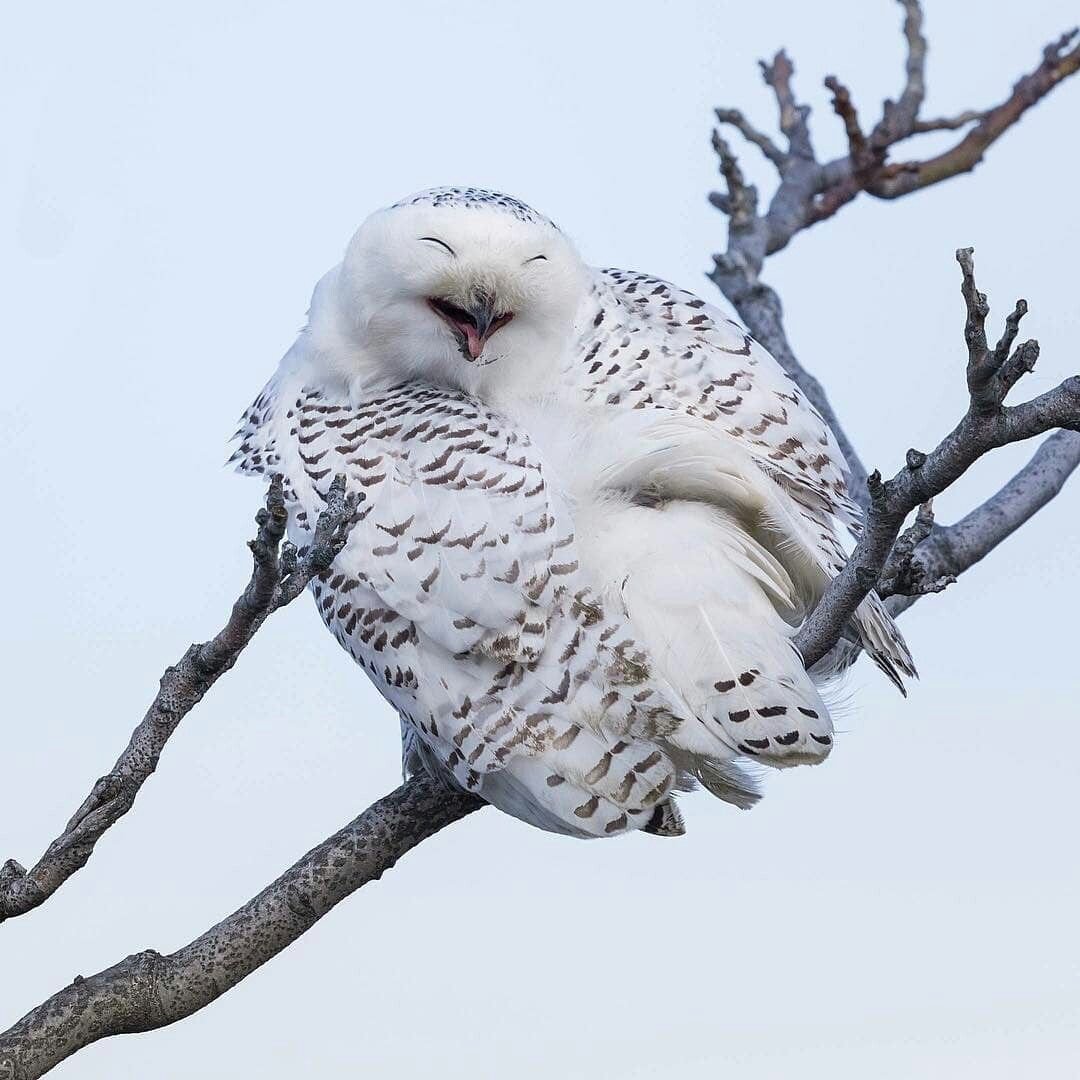 Полярная Сова когти