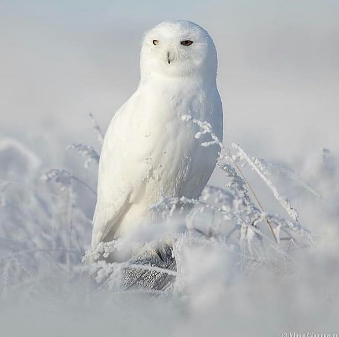 Полярная Сова в Арктике