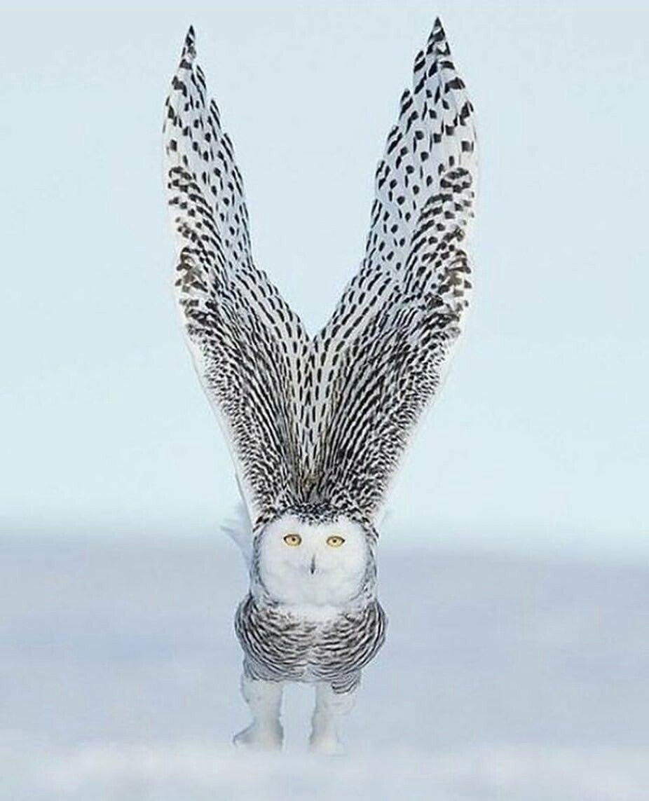 Мем настоящая Сова и Снежная