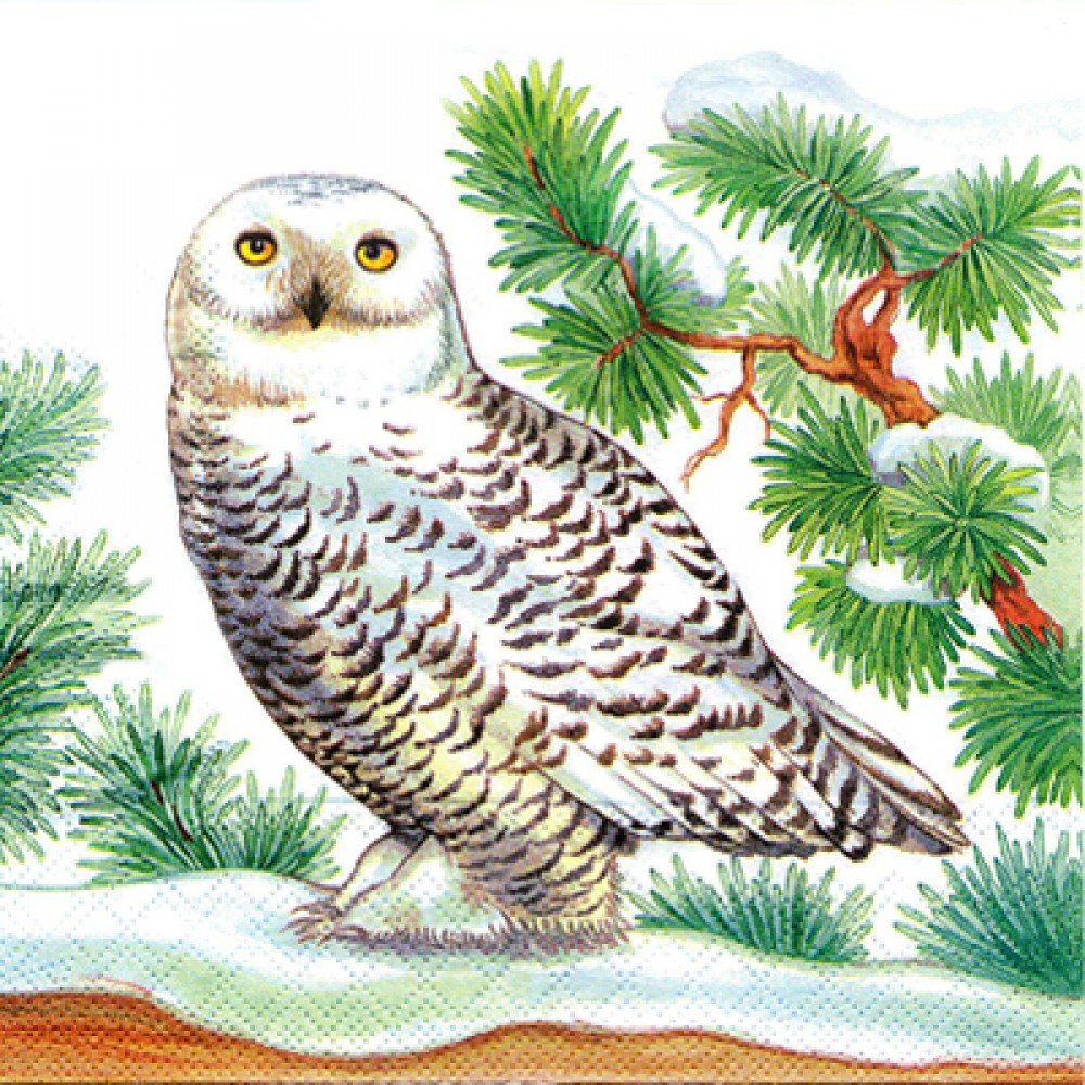 Полярная Сова картинка для детей