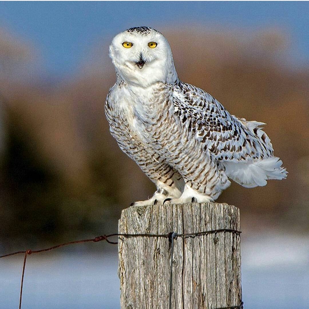 Полярная Сова арт