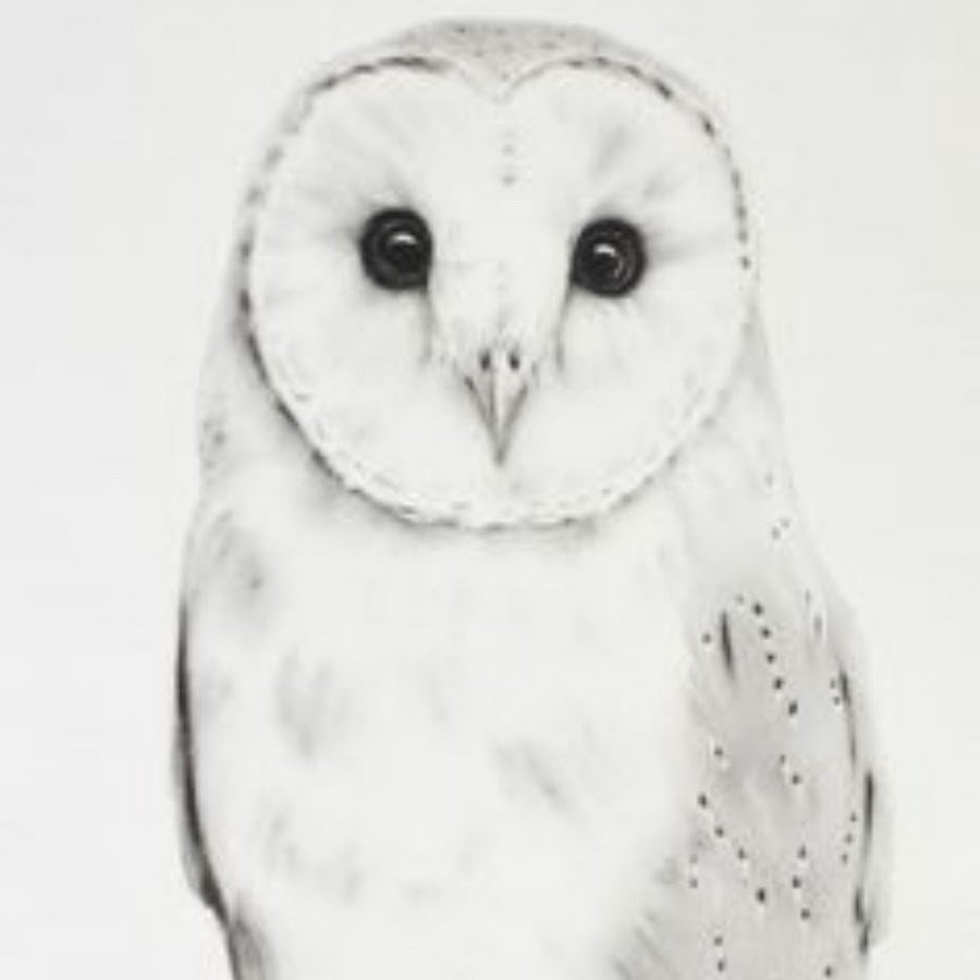 Полярная Сова вектор