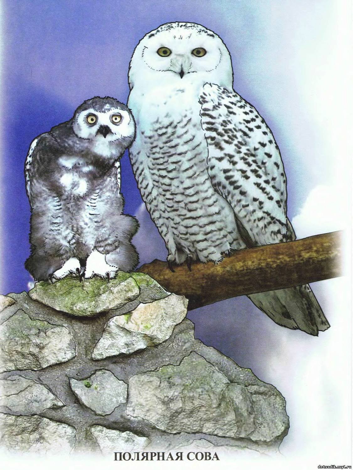 Полярная Сова птица