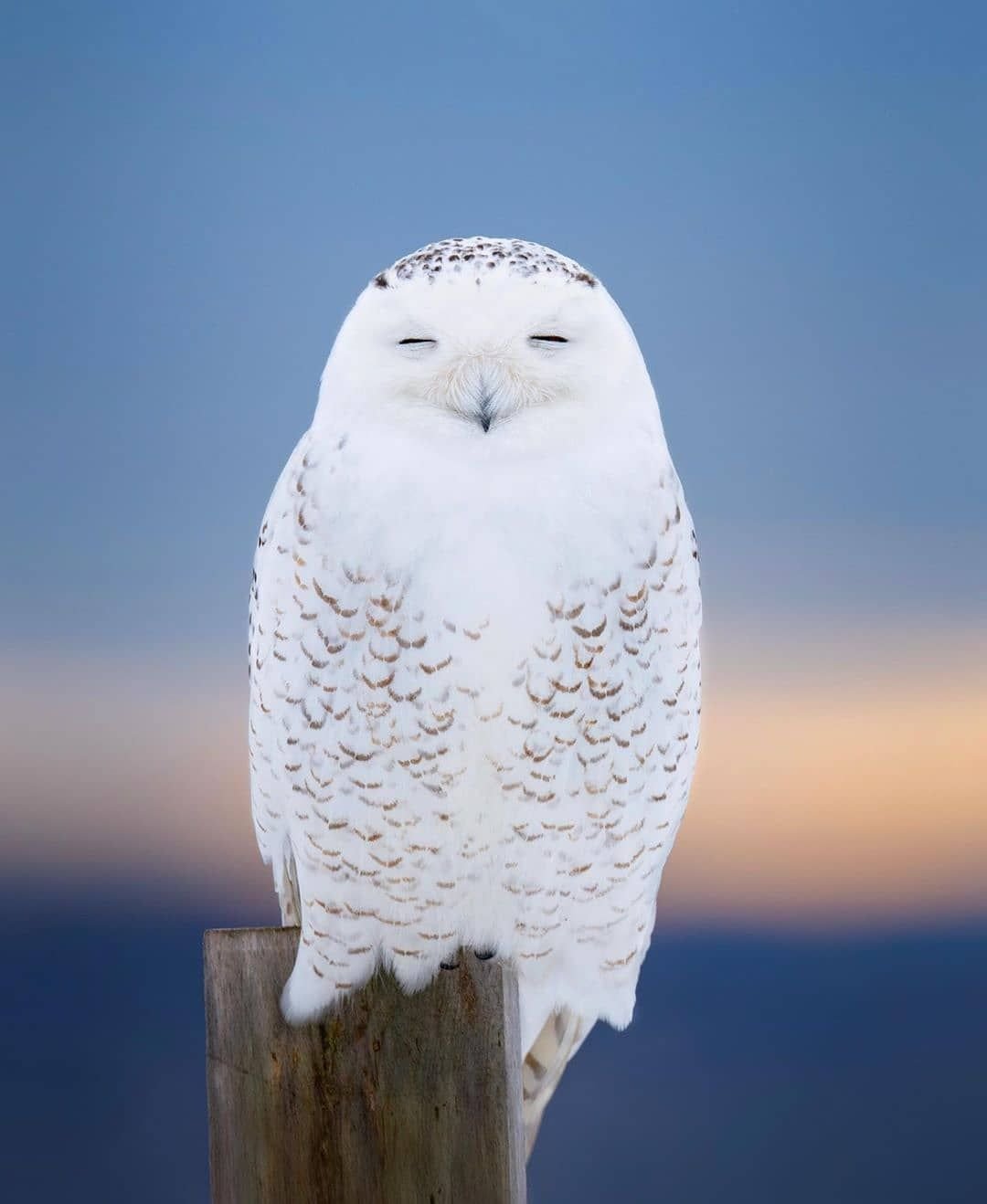 Полярная Сова зимой