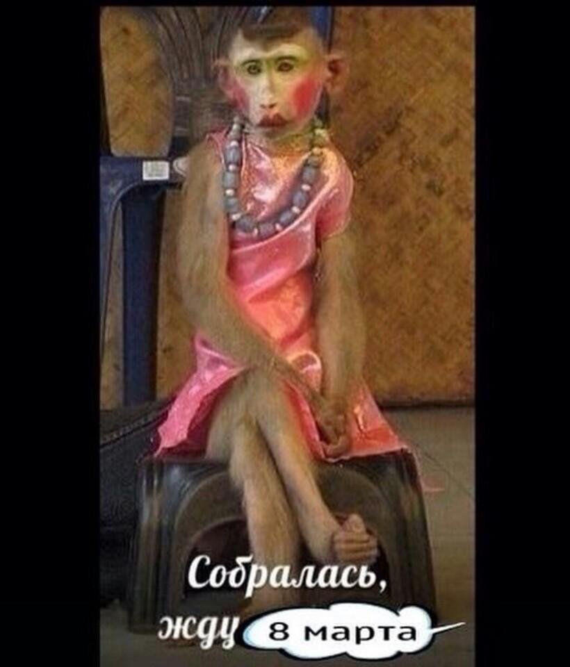 Обезьяны в нарядах