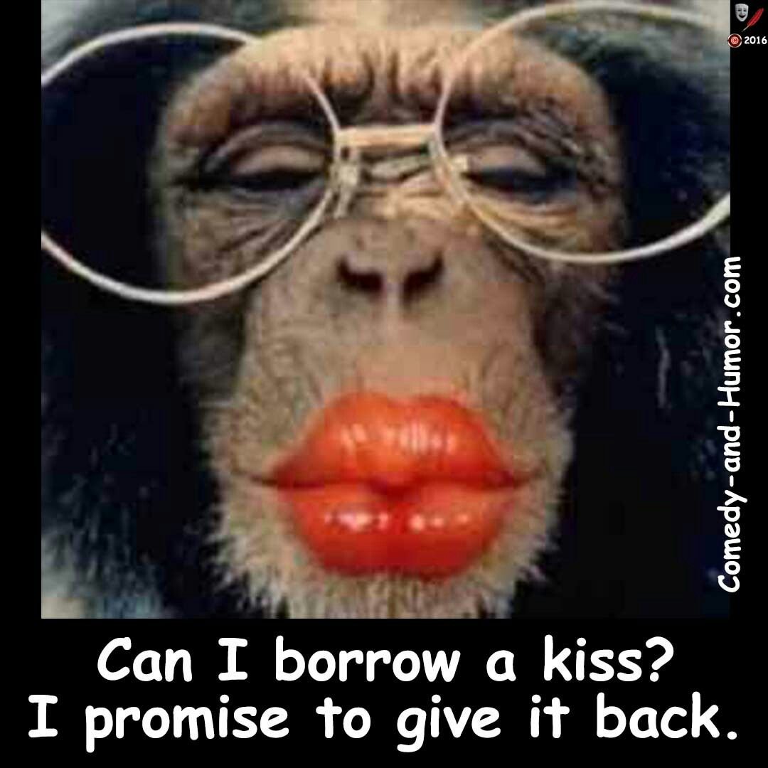 Смешные обезьяны