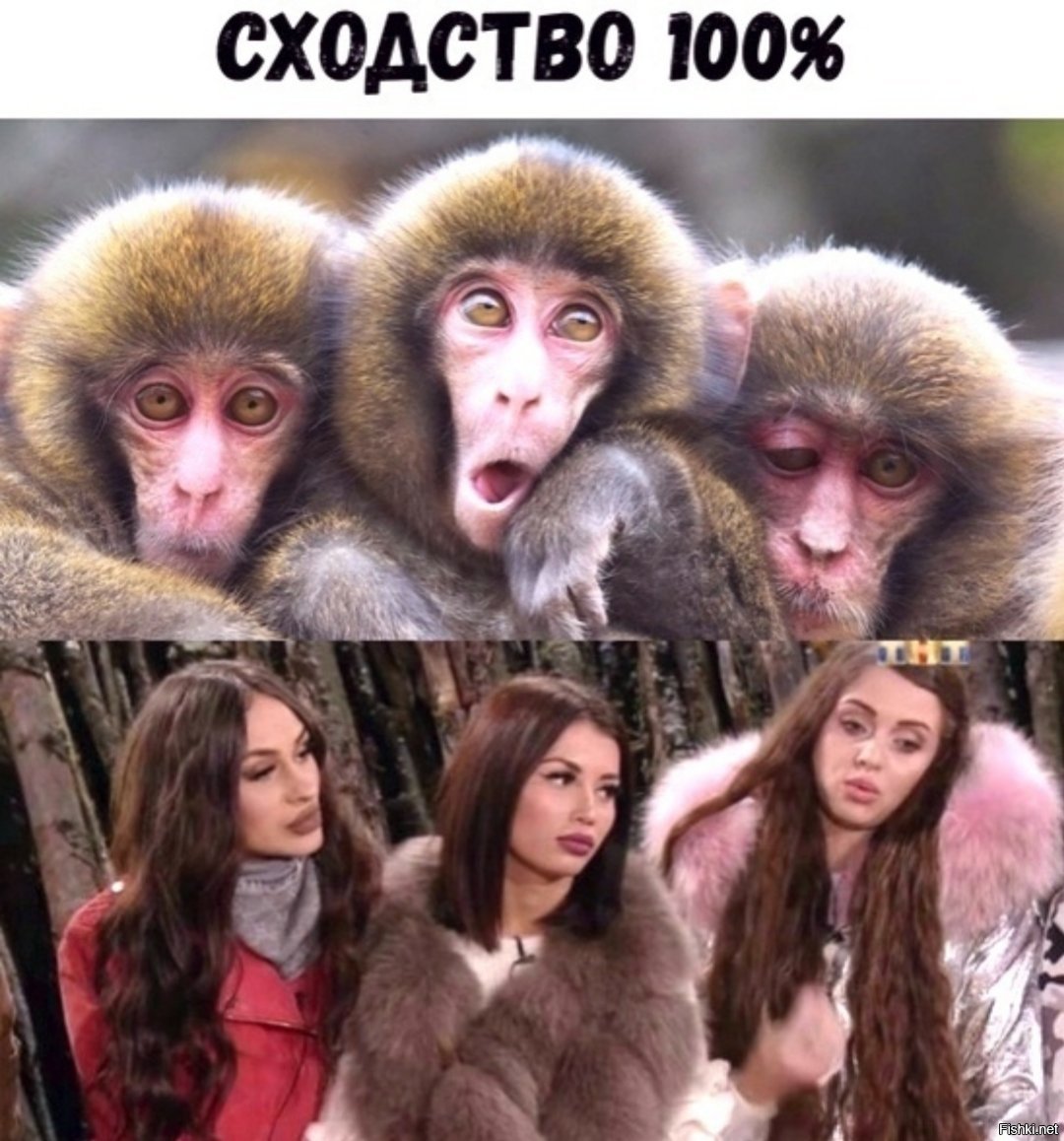 Обезьянка Мария Францевна