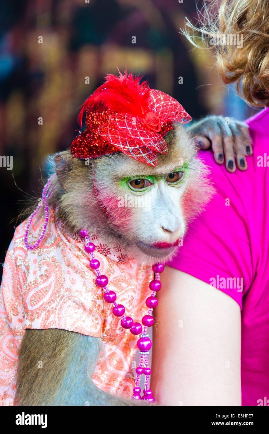 Смешные обезьяны