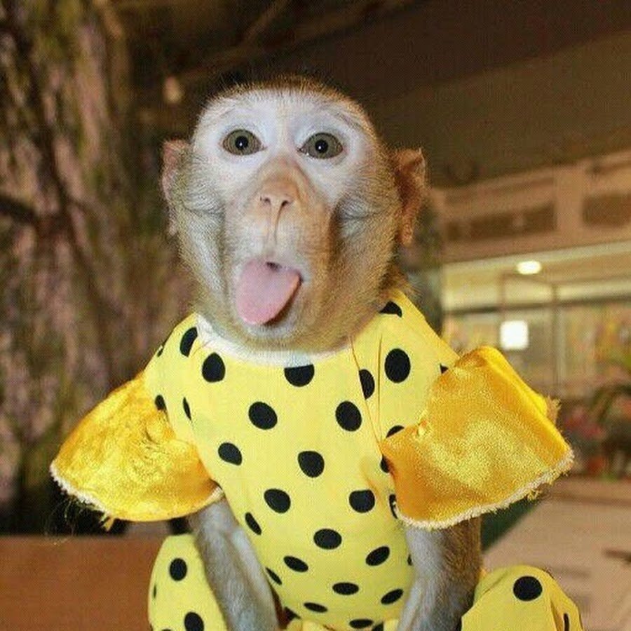 Смешной парикмахер