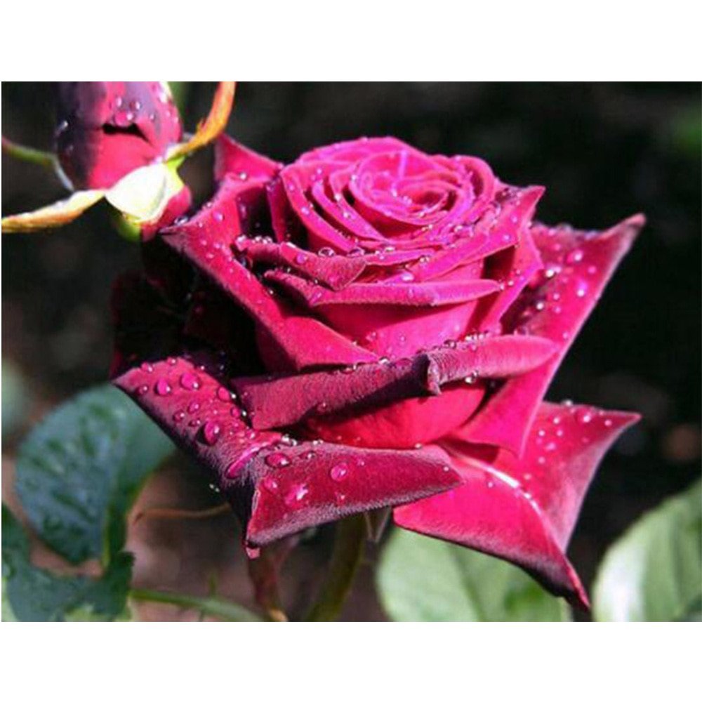 Красивые розы