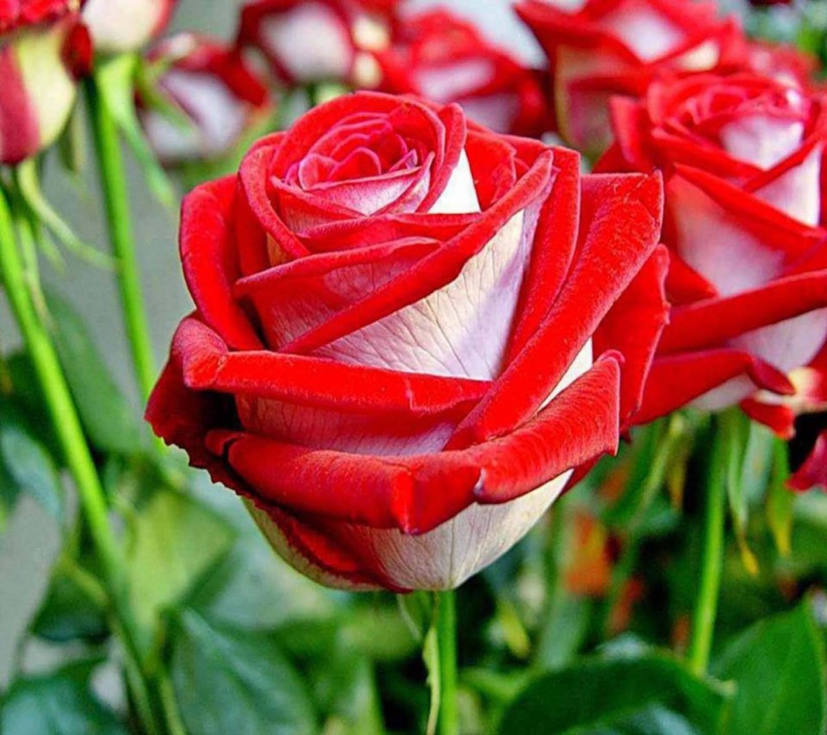 Лариса Крамер