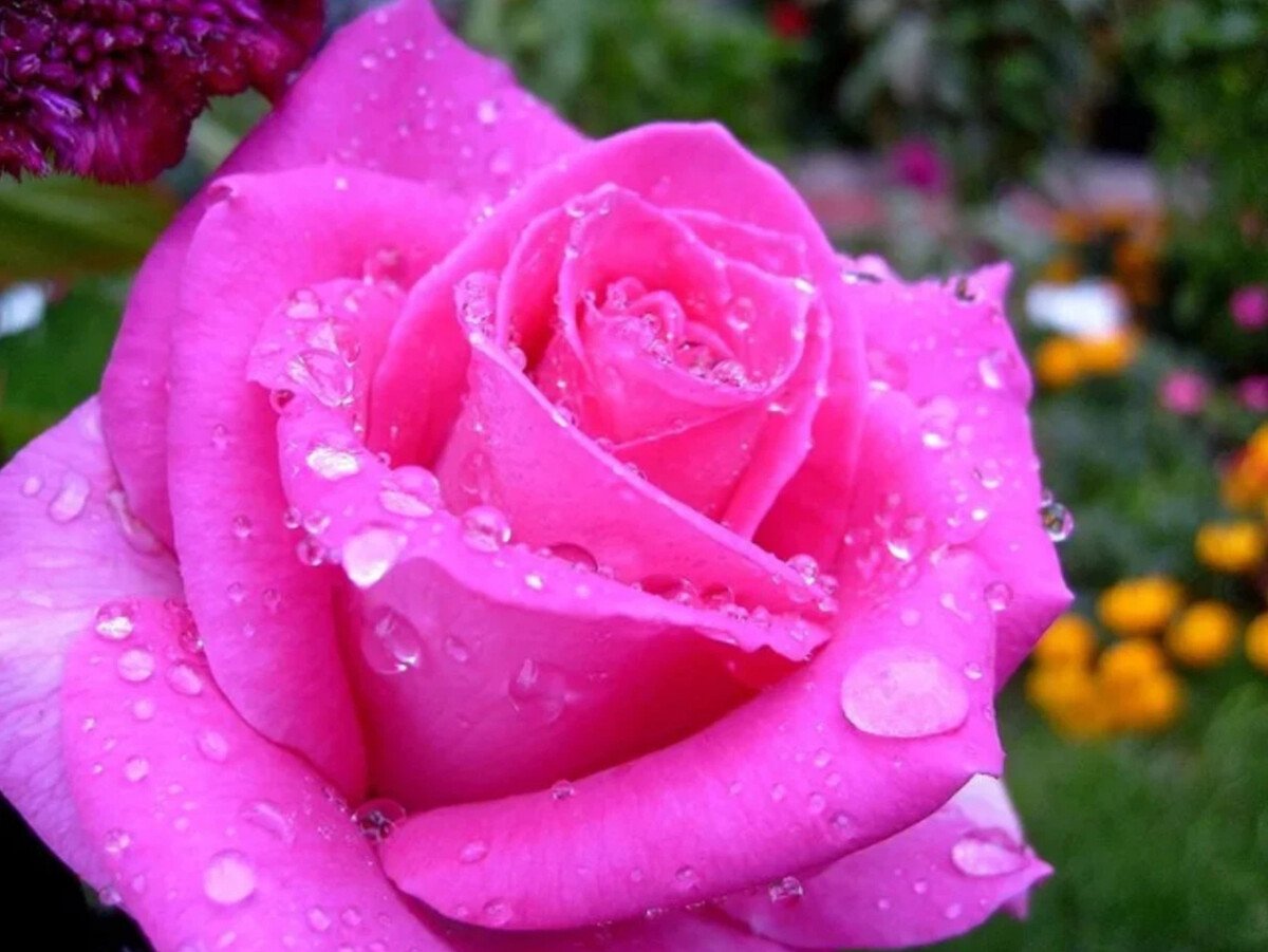 Ярко розовые розы