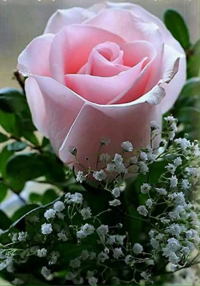 Красивые розы