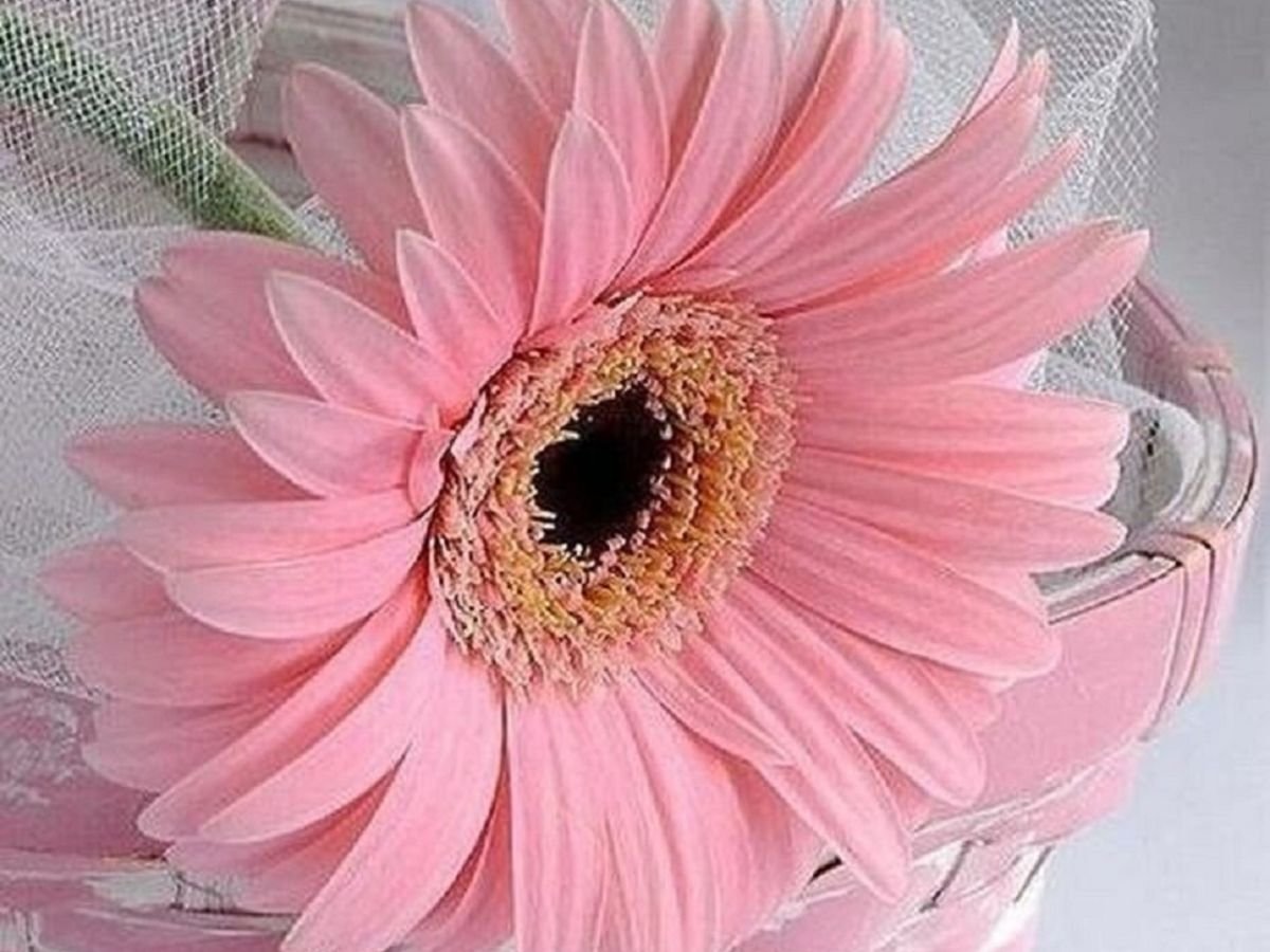 Розовые герберы