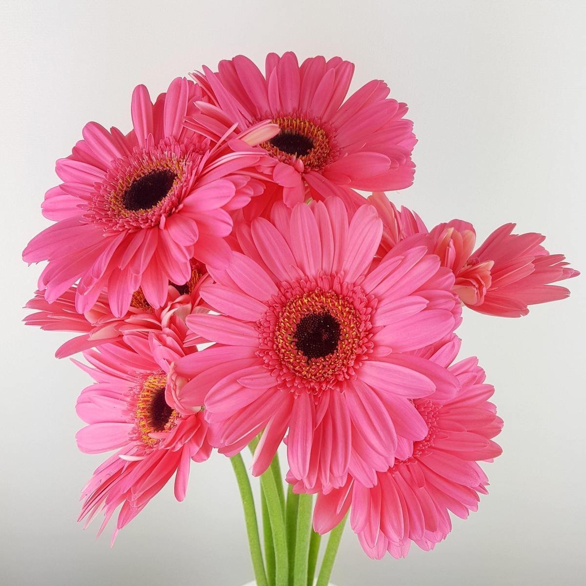 Открытки с герберами