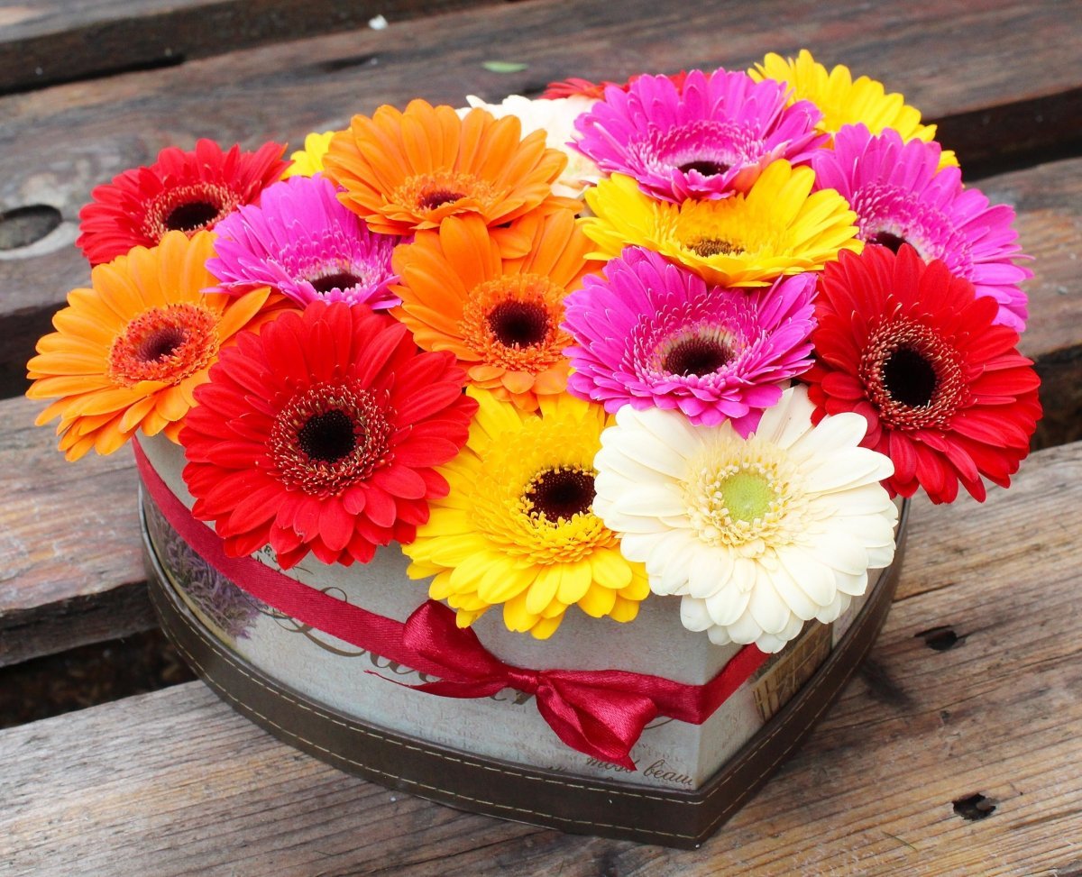 Гербера Гули