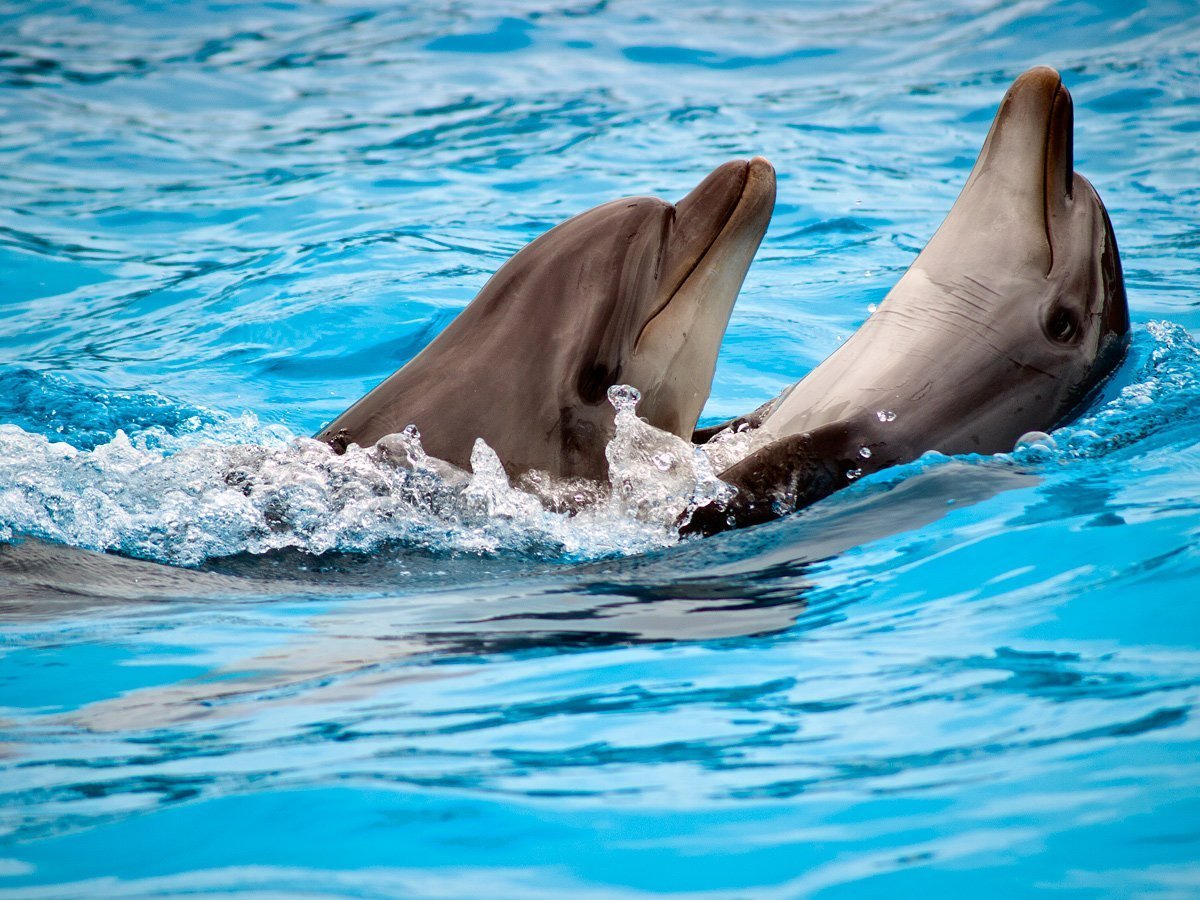 Дельфин в живой природе
