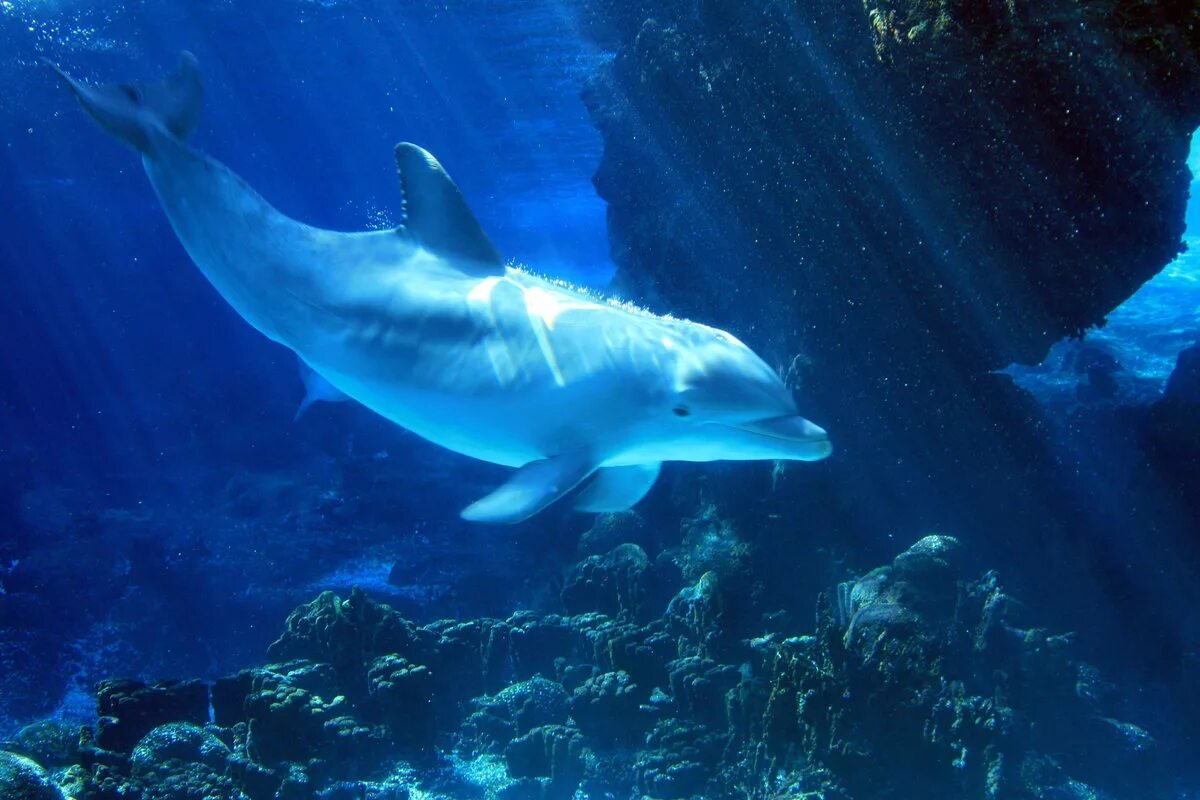 Морские обитатели Дельфин