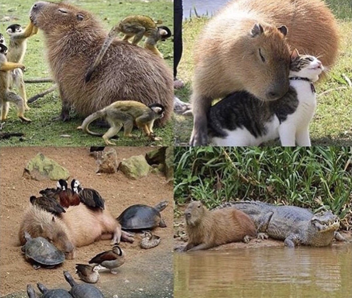 Капибара мемы